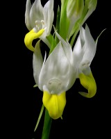 Pecteilis sagarikii (closeup)