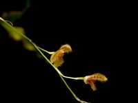 Pleurothallis hirsuta