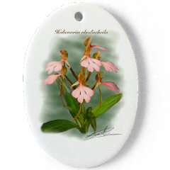 Habenaria rhodocheila