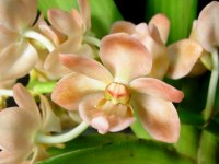 Rhynchostylis gigantea  'Prem's Peach'
